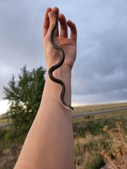 Tropidoclonion lineatum