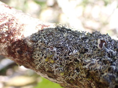 Hypogymnia hultenii