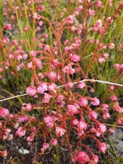 Erica spumosa