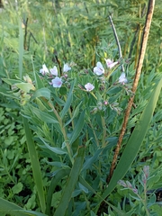 Lobostemon fruticosus