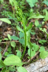Botrychium lanceolatum