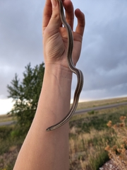 Tropidoclonion lineatum