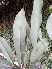 Daphniphyllum oldhami