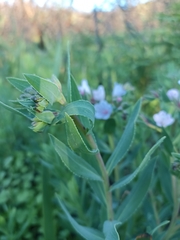 Lobostemon fruticosus