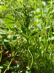 Botrychium lanceolatum