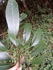 Daphniphyllum oldhami