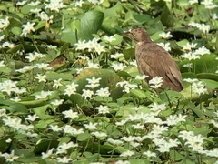 Ixobrychus cinnamomeus