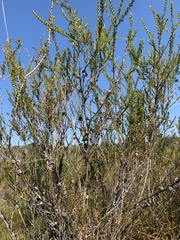 Leptospermum liversidgei