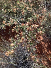 Dodonaea boroniifolia