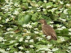 Ixobrychus cinnamomeus