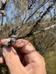 Leptospermum liversidgei