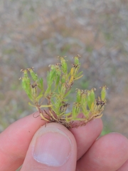 Millotia muelleri