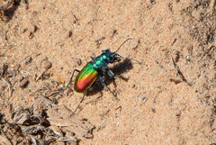 Cicindela scutellaris