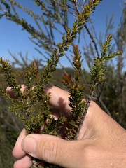 Leptospermum liversidgei