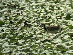 Hydrophasianus chirurgus