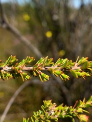 Leptospermum liversidgei