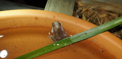 Litoria rubella