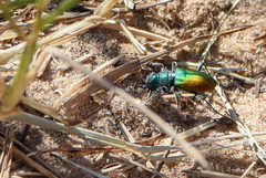 Cicindela scutellaris