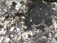 Placynthium flabellosum