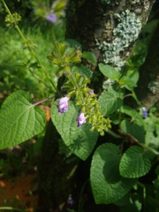 Salvia amarissima