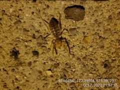 Eremobatidae