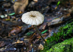 Entoloma watsonii