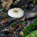 Entoloma watsonii - Photo (c) tombigelow, some rights reserved (CC BY-NC), uploaded by tombigelow