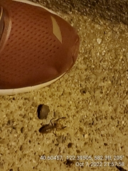 Eremobatidae