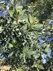 Codonocarpus cotinifolius