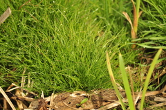 Isolepis sepulcralis