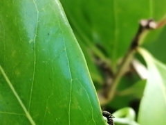Dolichoderus bispinosus