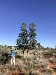 Codonocarpus cotinifolius
