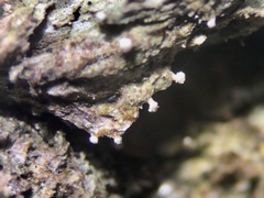 Dictyocatenulata alba