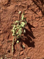 Codonocarpus cotinifolius