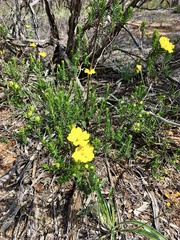 Hibbertia virgata