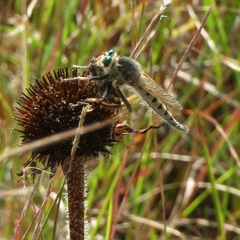 Promachus vertebratus