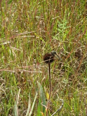 Promachus vertebratus