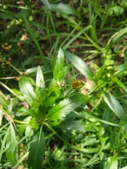 Bidens aurea
