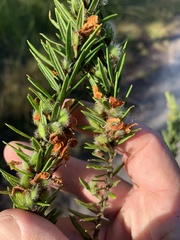 Phyllota phylicoides