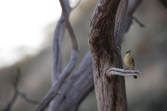 Ptilotula keartlandi