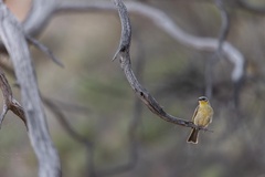 Ptilotula keartlandi