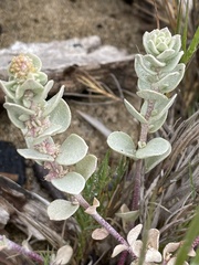 Atriplex leucophylla