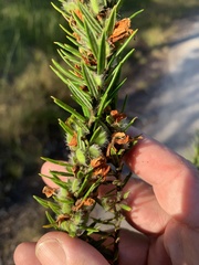 Phyllota phylicoides