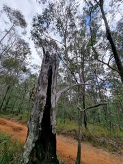 Eucalyptus pilularis
