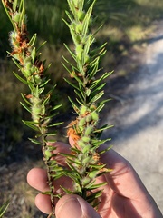 Phyllota phylicoides