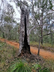 Eucalyptus pilularis