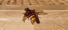 Milesia crabroniformis