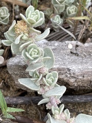 Atriplex leucophylla