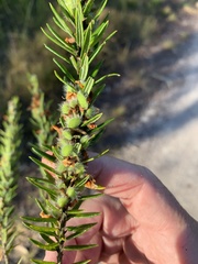 Phyllota phylicoides