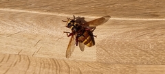 Milesia crabroniformis